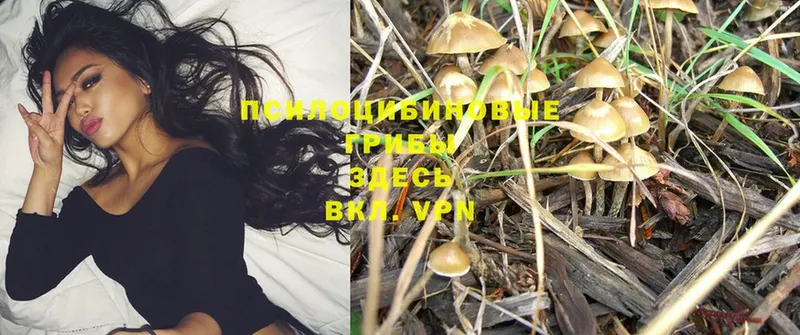 Псилоцибиновые грибы Psilocybe  где продают   Лениногорск 